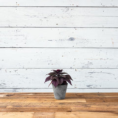 Root & Vessel Napa Round Planter, Gray, 6"