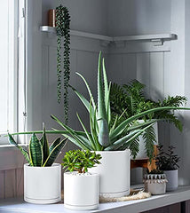 D'vine Dev 4 Inch 5 Inch 6 Inch, Set of 3 Plastic Planter Pots for Plants with Drainage Hole and Seamless Saucers, Black Color, Small, 74-V-B-1