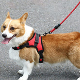 Dog Harness Leash, Reflective Dog Harness 360 Degree Around Soft Explosion Proof Uniform Pressure for Small Medium Large Dogs for Camping (S)