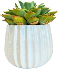 Admired By Nature 4" Ceramic Flower Planter Pot Decorative Planter for Indoor Plant Succulent Home Décor, Lightweight, Rose Gold