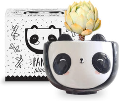 Cat Animal Ceramic Planter, 5 x 5 x 4 in., Exclusive Ceramic Animal Planters for Indoor and Outdoors, Cute Hand Painted Designed in Argentina, Convenient Drain Hole