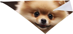 Cute Pomeranian Dog Dog Bandana Pet Scarf Accessories for Small Medium Dogs Cats Photo Prop, Triangle Pet Bandanas Adjustable Puppy Bib Washable Dog Kerchief Puppy Neckerchief