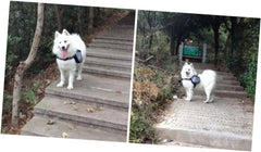 Pet Dog Sports Backpack Portable Outdoor Dog Rucksack Breathable Hound Pack Safety Leash Hook Oxford for Travel Camping Hiking s