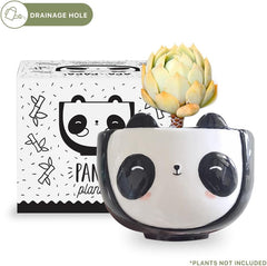 Cat Animal Ceramic Planter, 5 x 5 x 4 in., Exclusive Ceramic Animal Planters for Indoor and Outdoors, Cute Hand Painted Designed in Argentina, Convenient Drain Hole