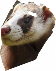 Ferret Dog Bandana Pet Scarf Accessories for Small Medium Dogs Cats Photo Prop, Triangle Pet Bandanas Adjustable Puppy Bib Washable Dog Kerchief Puppy Neckerchief