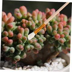 BESPORTBLE Vegetable Pollinator Brush Tool 5pcs for Hand Pollination of Tomatoes Peppers and Strawberries Manual Garden Brush for Fruit Trees and Succulent Plants