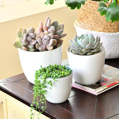 Youngever 6 Pack 4.5 Inch, 5.5 Inch, 6.5 Inch Plastic Planters Indoor Flower Plant Pots Combo (White)