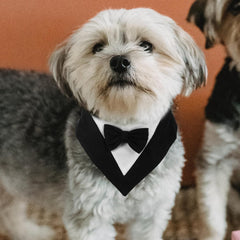 POPETPOP Pet Dog Triangular Bandana Washable Scarf for Dogs for Parties and Photos Unique for