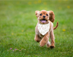 Adjustable Dog Bandana Set - Clip-On Pet Neck Scarf, Floral Designs, Medium Size for All Breeds