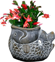 Classic Home and Garden Cement Seashell Planter, Cute Desk Decoration or Gift – Jagger Shell Planter w Drain Plug – Succulent Plant Pot for Indoor/Outdoor Beach Décor