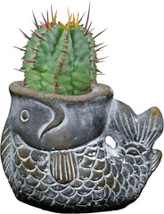 Classic Home and Garden Cement Seashell Planter, Cute Desk Decoration or Gift – Jagger Shell Planter w Drain Plug – Succulent Plant Pot for Indoor/Outdoor Beach Décor